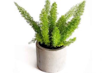 Indoor Plants & Pots 01