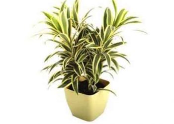 Indoor Plants & Pots 02