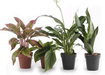 Indoor Plants & Pots 03