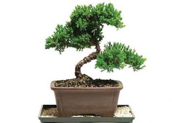 Indoor Plants & Pots 04
