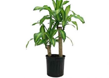Indoor Plants & Pots 05