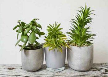 Indoor Plants & Pots 06