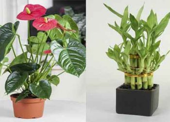 Indoor Plants & Pots 07
