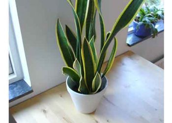 Indoor Plants & Pots 08